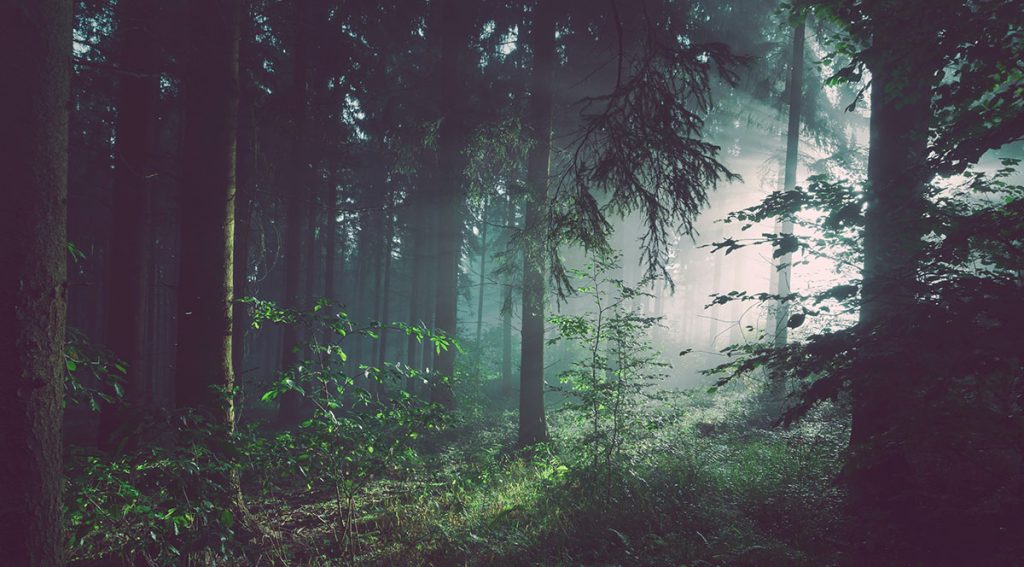 Bild på vacker skog.
