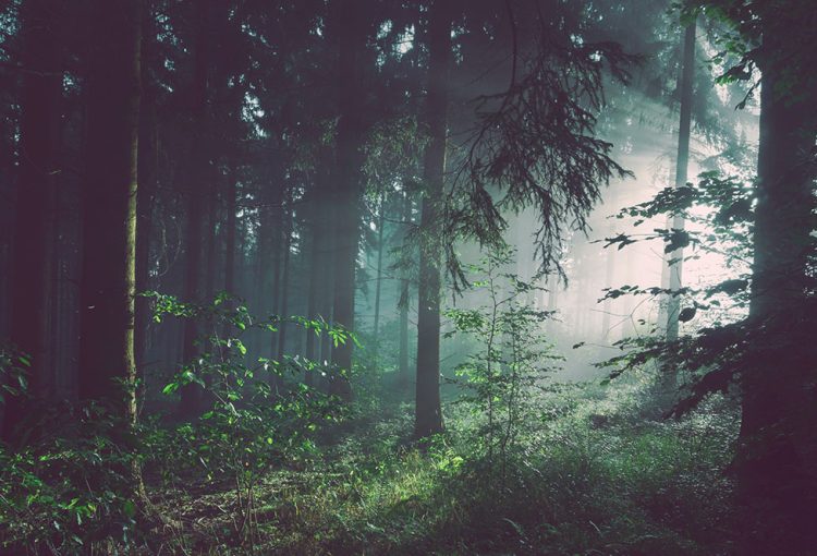 Bild på vacker skog.